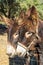 Brown Catalan donkey in a beige bridle with long hair on his ears