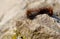 Brown caterpillar on a rock