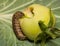 Brown caterpillar on tomato, pest eating leaf