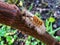 Brown caterpillars climb trees