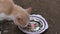 brown cats eating piece of grilled fish on old plate , ground background