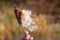 A brown cattail in a female hand is flying down in the wind