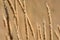 Brown Cattail Grass Closeup