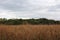 Brown cattails in front of a wooded area in the fall in Trevor, Wisconsin