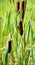 Brown cattails and green reeds against blurry green background