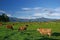 Brown cattle with ear tags grazing behind wire fence on flat grassland with hills