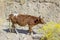 Brown cattle grazes in the mountains