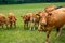A brown cattle herd on grassland, group of cows and calfs roaming on the field, young cows and their moms, free range cattle being