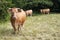 Brown cattle standing on farmland