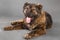 Brown Caucasian Shepherd Dog in studio