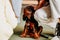 Brown Cavalier King Charles Spaniel - puppy. Hand stroking a small dog
