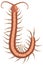 brown centipede insect vector illustration transparent background