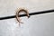 Brown centipede or stone centipede (Lithobius forficatus) on the floor : (pix Sanjiv Shukla)