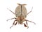 Brown chafer