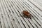 Brown chafer bug on the ribbed gray floor