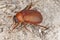 Brown chafer (Serica brunnea)