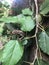 Brown Chameleon Amidst Lush Foliage