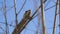 Brown Chameleon hiding on in Madagascar