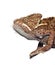 Brown chameleon isolated against white background