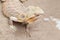 Brown chameleon on sand ground