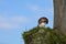 A brown champignons mushrooms Agaricaceae with many blue sky