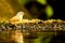 Brown Cheeked Fulvetta