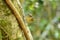 Brown-cheeked fulvetta (Alcippe poioicephala)