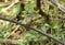 Brown-cheeked fulvetta (Alcippe poioicephala)