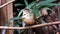 Brown-cheeked Fulvetta bird in nature