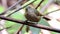 Brown-cheeked Fulvetta bird in nature