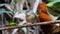 Brown-cheeked Fulvetta bird in nature