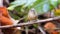 Brown-cheeked Fulvetta bird in nature