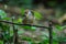 Brown-cheeked Fulvetta, Grey-eyed Fulvetta