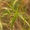 Brown Cherry-Faced Meadowhawk Dragonfly