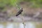 Brown-chested Martin, Pantanal Wetlands, Mato Grosso, Brazil