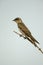 Brown-chested martin, Progne tapera,