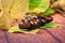 Brown chestnut snake animal figure
