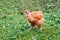 Brown chicken of breed naked neckin a farm garden_