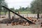 Brown chicken and chicken farm ramp in holland