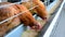 Brown chicken closeup, bird farm, rooster,