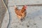 Brown chicken with dirt footprints at bio poultry farm mud