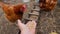 A brown chicken eats grain in a man\'s hand. Slow motion