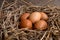 Brown chicken eggs on straw bird nest