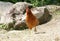 Brown Chicken Free Range in Garden Happy Life.