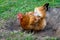 Brown chicken in garden rake ground in search of food. Breeding