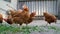 Brown chicken layers in a chicken coop. view of crowded laying hens at a poultry farm