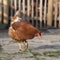 Brown chicken on organic farm roams freely