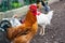 Brown chicken profile close-up with white chickens on the background