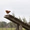 Brown chicken on top of chicken farm ramp in holland