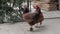 Brown chicken walking